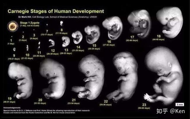 胎儿的生殖器官孕4个月就已经发育了,此时可以通过b超检查看到胎儿的