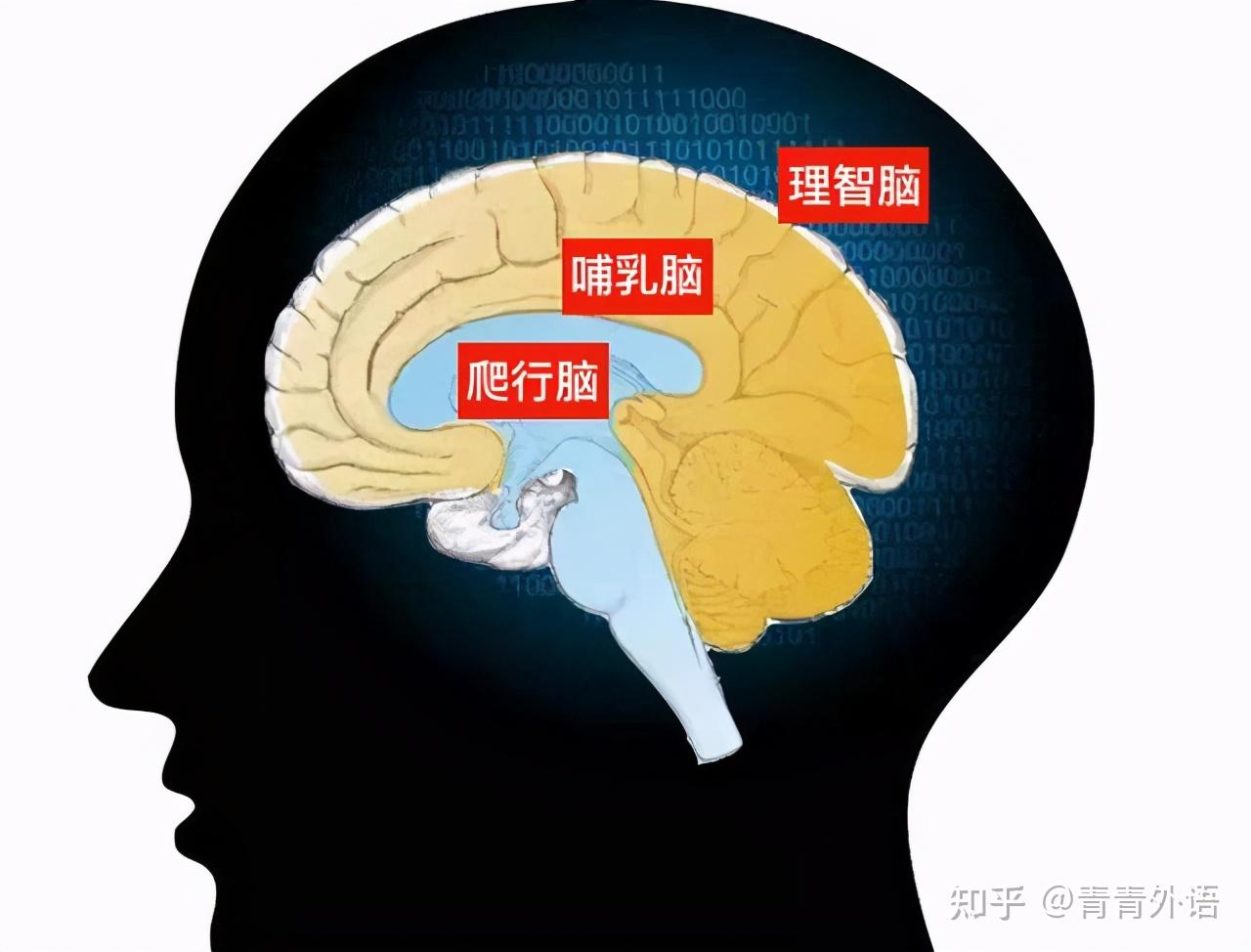 模糊的脑科学依据