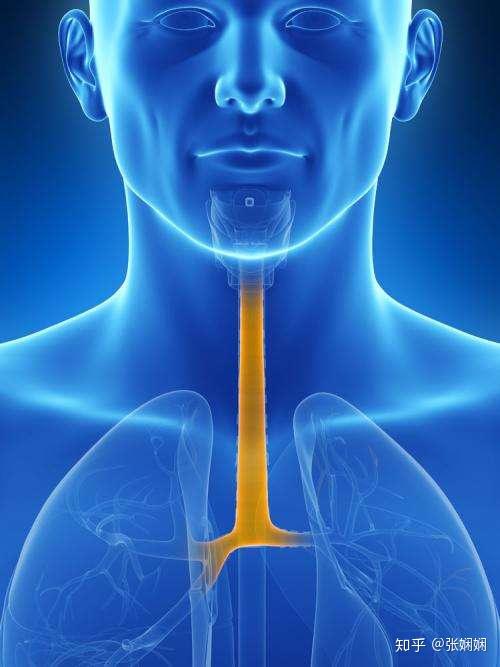 当然,也有 部分痰是下呼吸道感染引起的,比如气管炎,支气管炎.