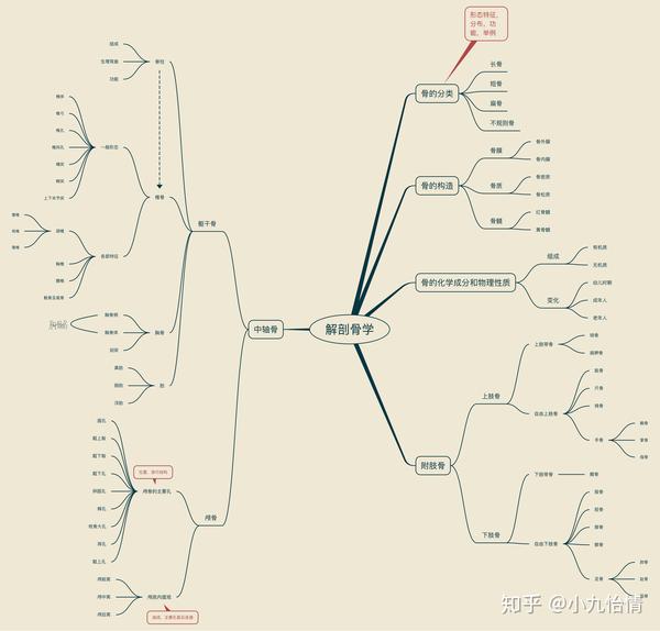 系统解剖学思维导图2骨学