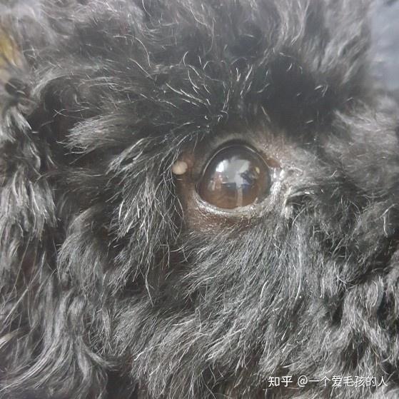 狗狗眼睛长白色颗粒
