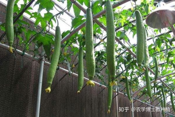 夏季种丝瓜效益高掌握五个种植技巧丝瓜长得又直又大