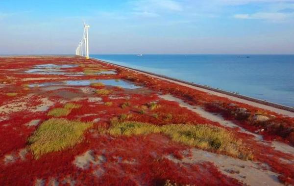 滨海新区现红海滩 一半是海水一半是「火焰」|天津城市早报 20201021