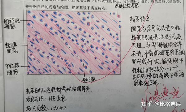 病理学实验红蓝铅笔图