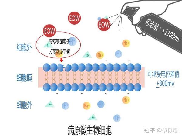 酸性氧化电位水主要功能及杀菌原理