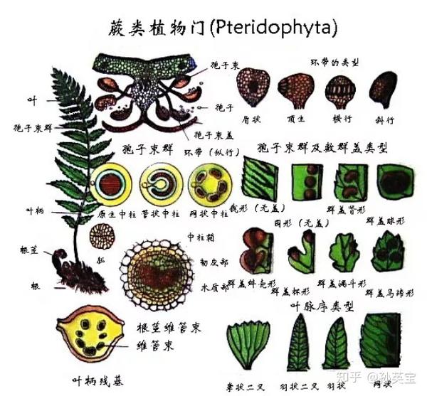 蕨类植物门的科学绘画解析认知图(引自网络)