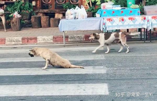 狗狗腿瘸摸起来不疼