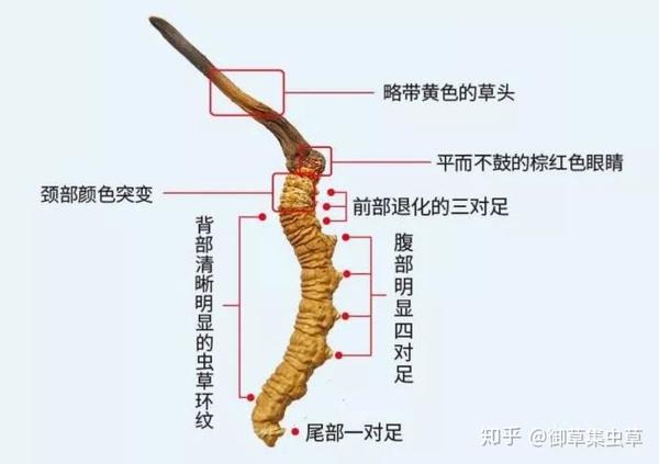 不同产地的冬虫夏草,营养价值差别大吗?