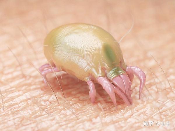 螨虫的种类:尘螨,粉螨,疥螨,毛囊螨等,这几种螨虫和人的关联较为紧密