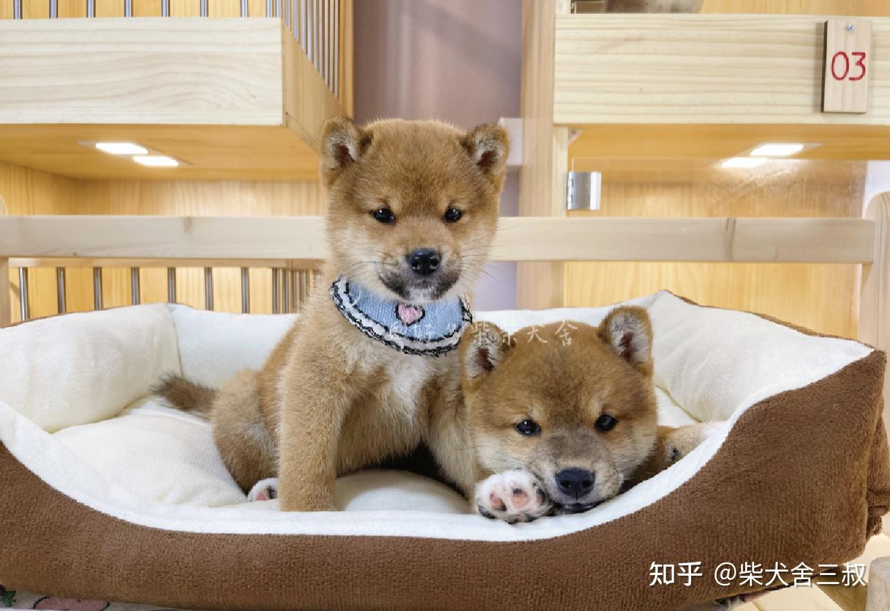 柴犬百科柴犬都有豆豆眉吗没有豆豆眉是纯种柴犬吗