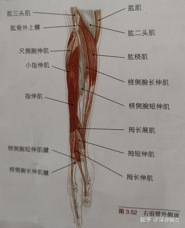 在屈肘关节时,主要作用肌为肱二头肌,肱肌,肱桡肌.