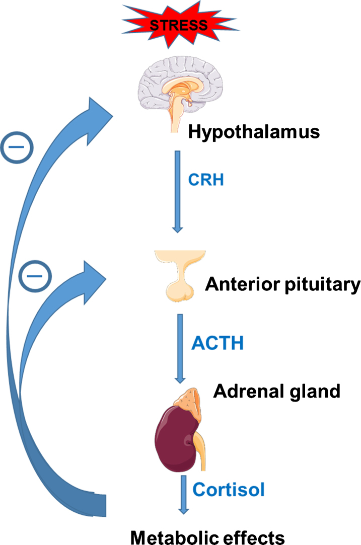 在人类中主要是皮质醇,这一过程称为hpa(下丘脑