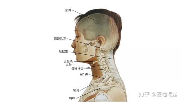 27张高清解剖图带你认识头,面,颈部骨骼及肌肉名称!