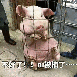 哪些表情包让你看一次笑一次?