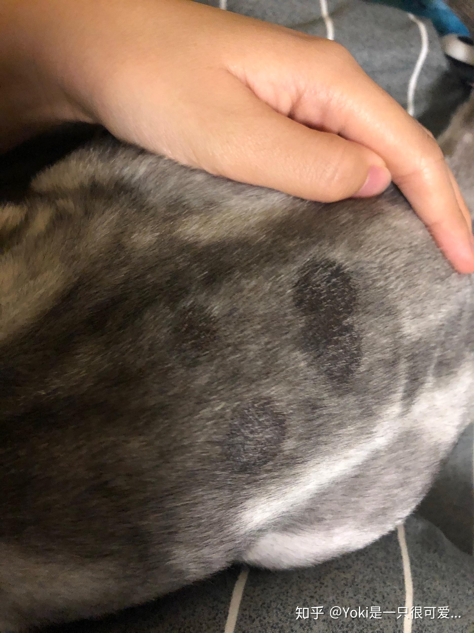 猫癣大作战