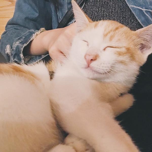 壁纸 动物 猫 猫咪 小猫 桌面 600_600