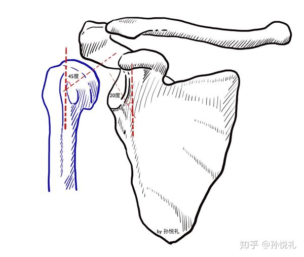 手绘力学分析肩关节的结构功能,日常自查方法和诊疗