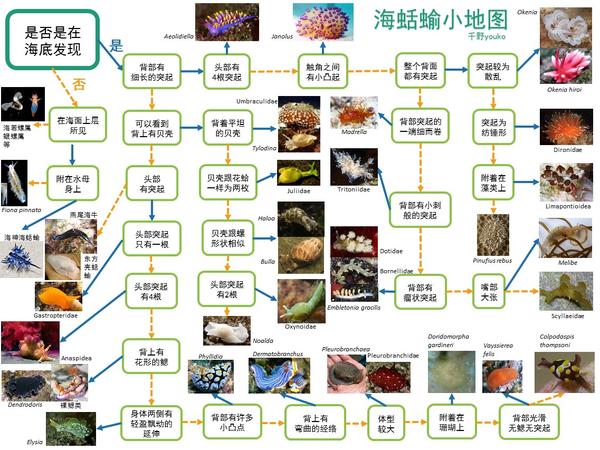 需求更高清晰度请私敲~ ps:无壳海兔小科普——海蛞蝓的防御与天敌