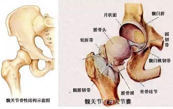 股骨头韧带 知乎