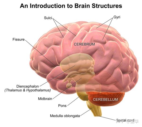 大脑的功能与构造2皮质与脑叶