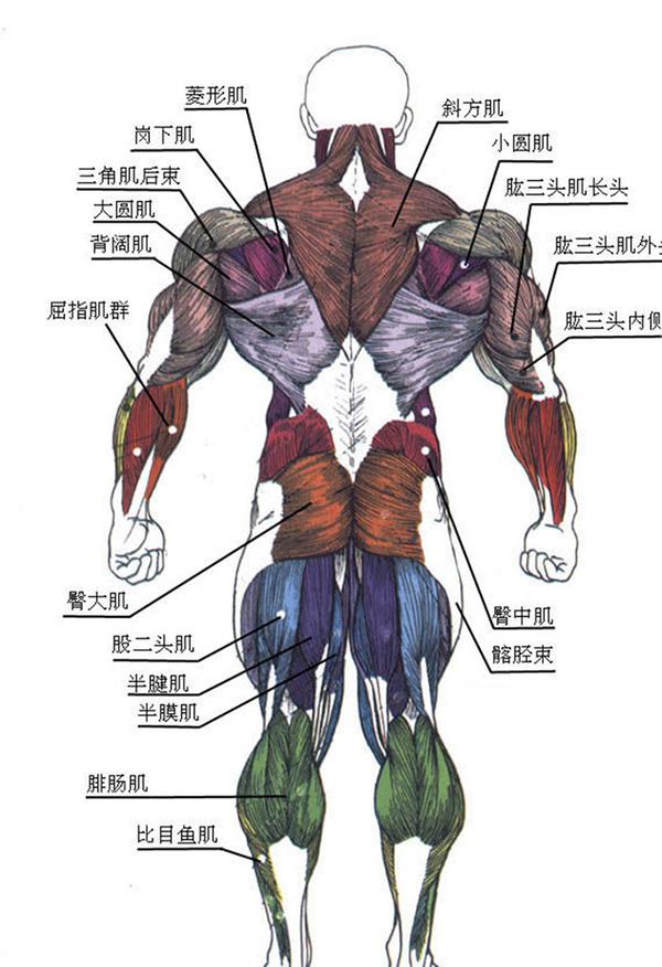 人体肌肉约639块.