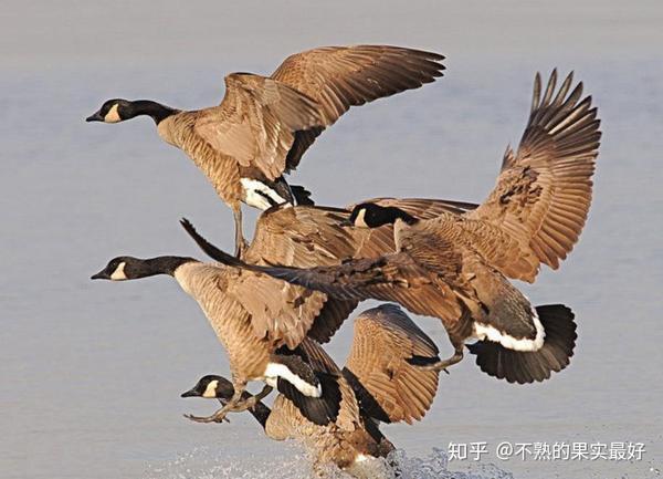 黄鹤楼的鹤是哪一种黄全