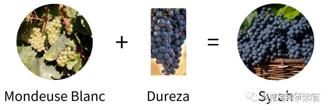 主流葡萄品种之西拉syrahshiraz