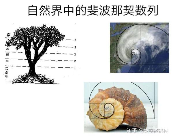 斐波那契数列还有许多美妙的地方,让我们看一看自然界中的 斐波那契