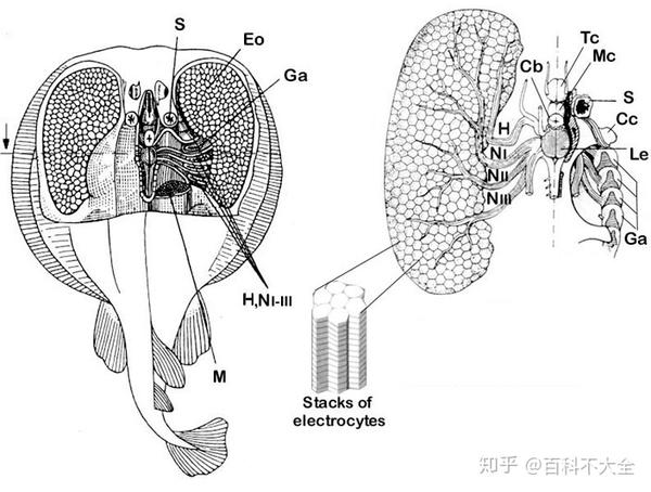 正如其名,电光鳐也能放电,是电鳐家族的一员.