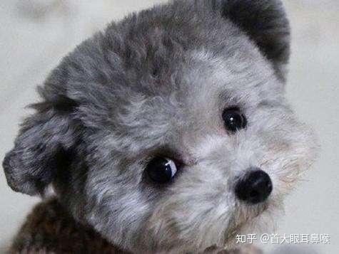 如果患者对动物过敏,接触到家养的宠物,比如狗或者是猫的毛发,皮屑