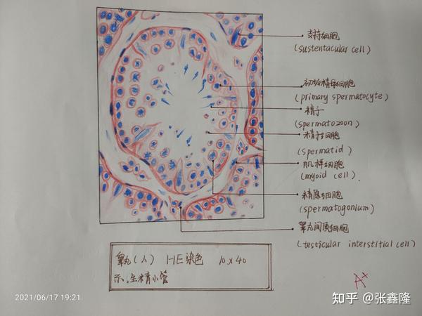 组胚红蓝铅笔绘图(∠( 」∠)_)