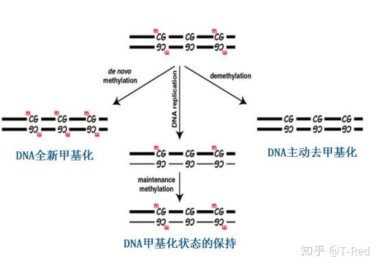 浅谈表观遗传的dna甲基化与组蛋白乙酰化