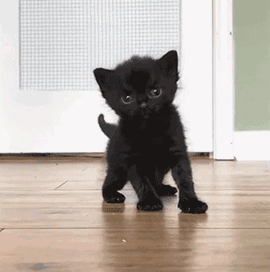 如何活的像一只猫?