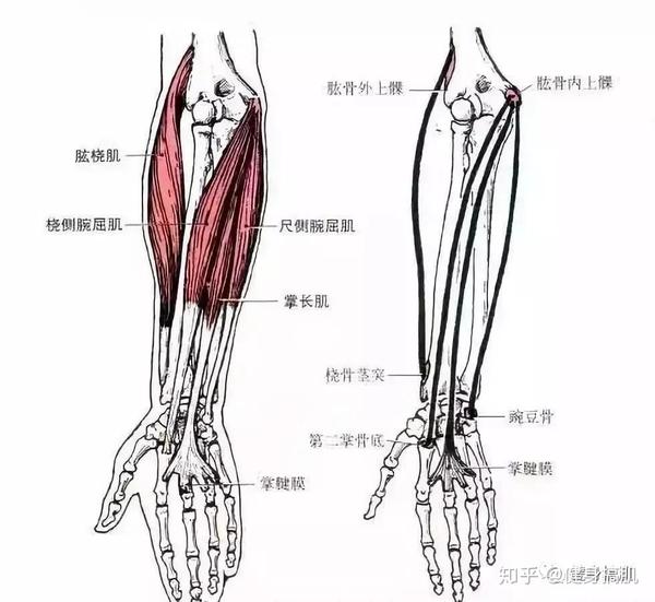 尺侧腕屈肌 起点:肱骨内上髁,前臂筋膜和尺骨鹰嘴.