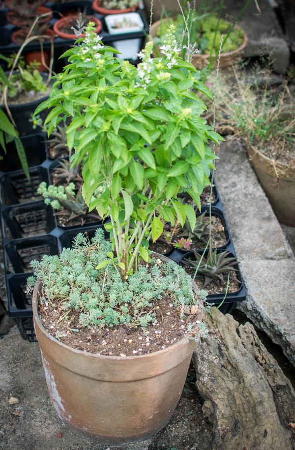 一种植物,好像是一种香料.—— 生活中就叫罗勒,西餐