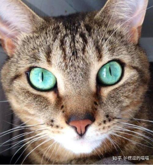 涨知识:猫咪瞳孔会变化