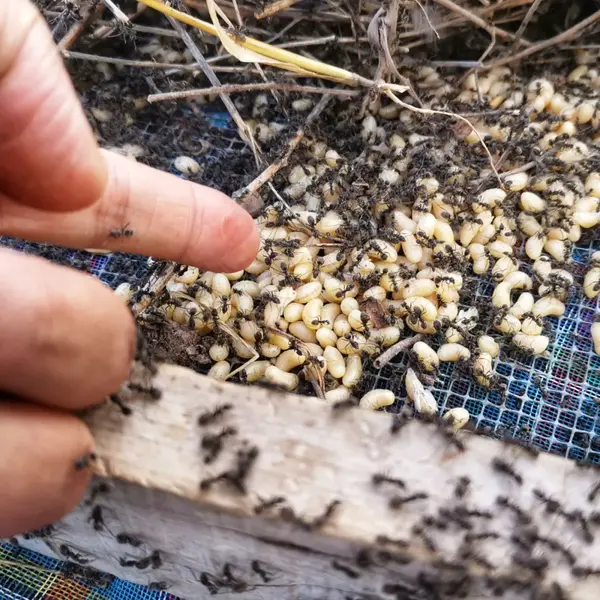 《风味人间》中墨西哥蚂蚁卵 印第安食虫食花文化