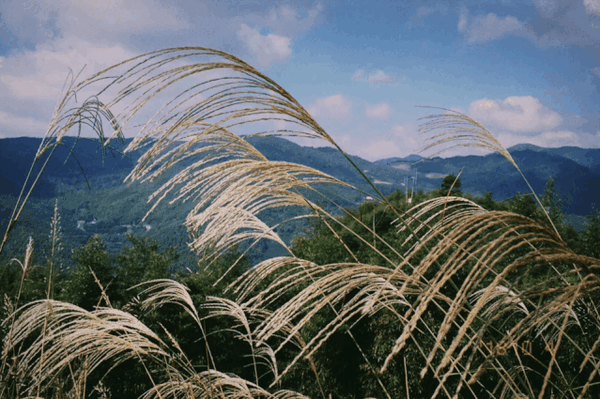 临安大山里的这个村庄,像极了世外桃源