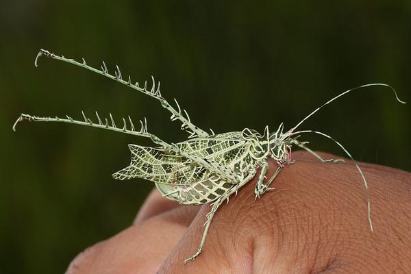 我们曾经讲到过一种伪装成苔藓的螳螂( 苔藓螳螂):地衣蝈蝈和它的