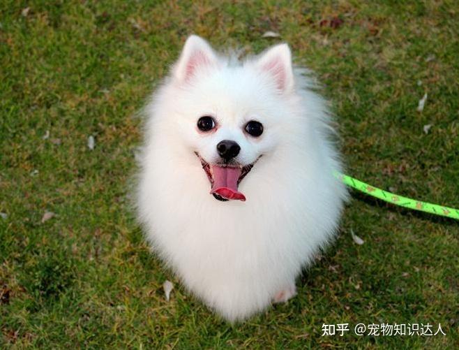 狗狗忠心排名这几种小型犬只认一个主人