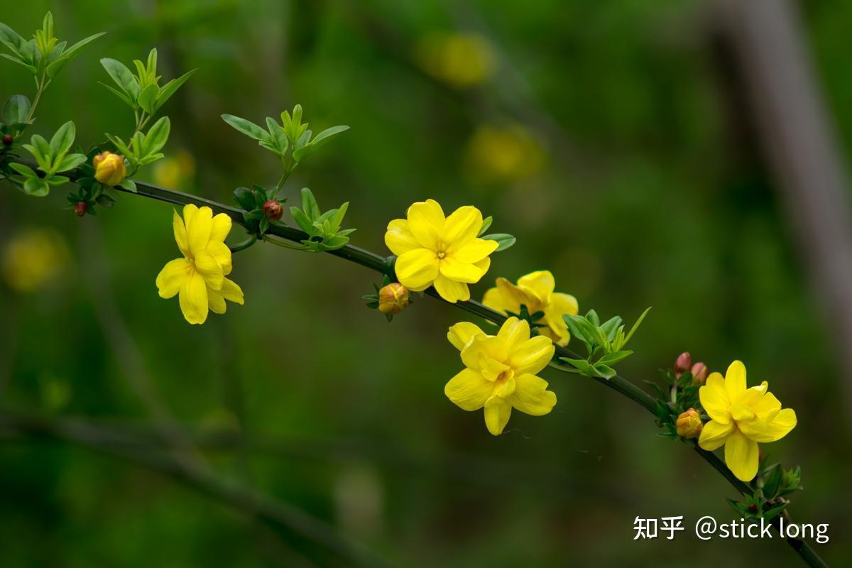 连翘和迎春花有什么区别