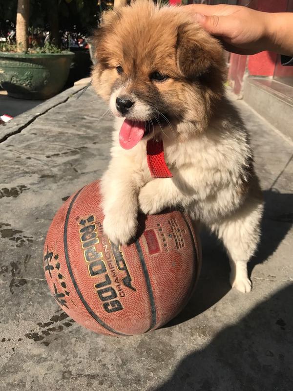 狗和篮球,是生活中不可或缺的美好