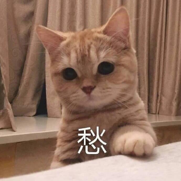 猫咪表情包图片酸甜苦辣喜怒哀乐强颜欢笑