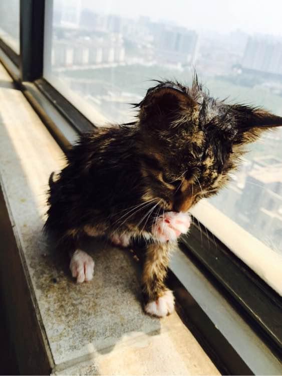 猫和她的蟑螂主人
