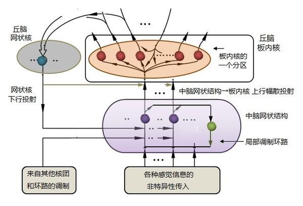 中脑网状结构向丘脑板内核的幅散投射示意图.