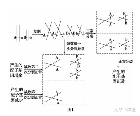 图2表示减数第一次分裂正常,减数第二次分裂异常产生配子的情况.