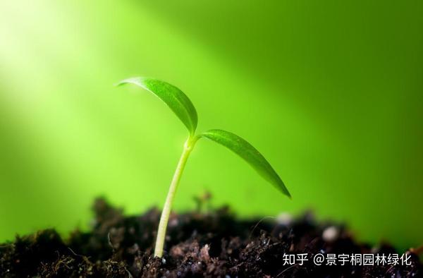 【草坪绿化】草坪种子多久能发芽,多长时间可以成坪