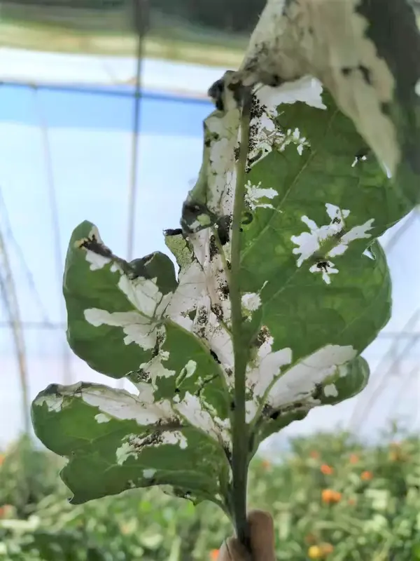 番茄潜麦蛾属鳞翅目,麦蛾科又名番茄麦蛾,番茄潜叶蛾,南美番茄潜叶蛾