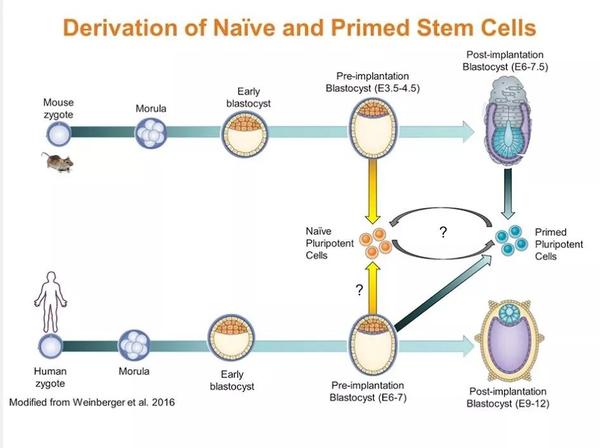 小鼠和人类早期胚胎发育中nave和primed分化状态的差异(图片引自