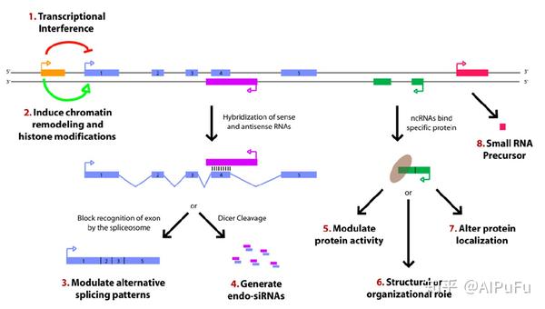 一文读懂长非编码rna(lncrna)的分类,功能及测序鉴定方法